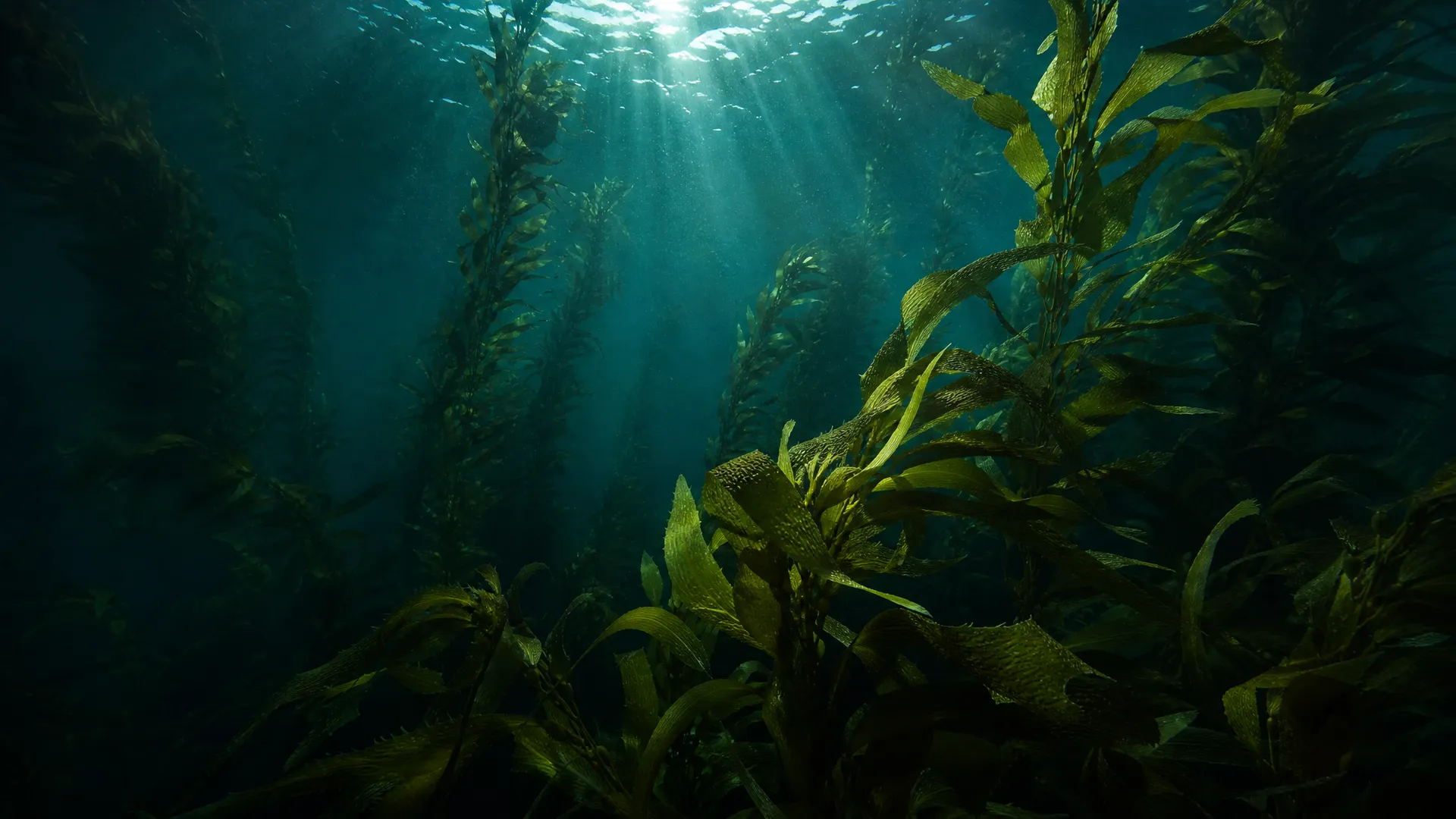 Algen unter Wasser — pflanzliche Quelle von Omega-3