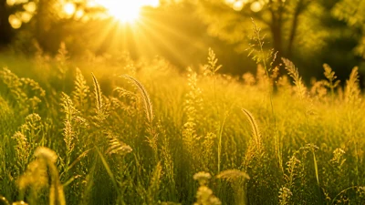 Vitamin D &mdash; Sonnenlicht